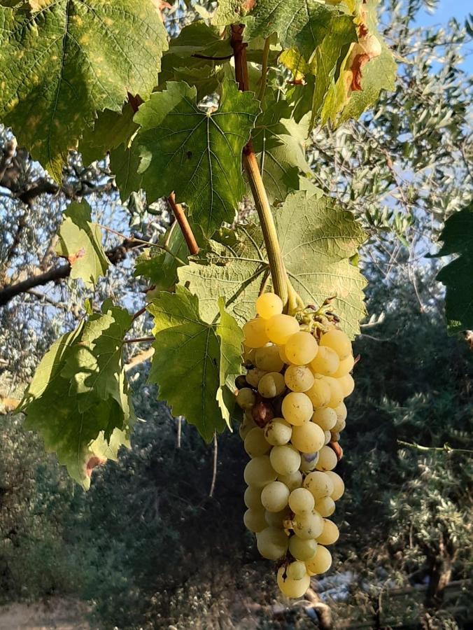 Villa La Moraiola Passignano sul Trasimeno Exterior foto